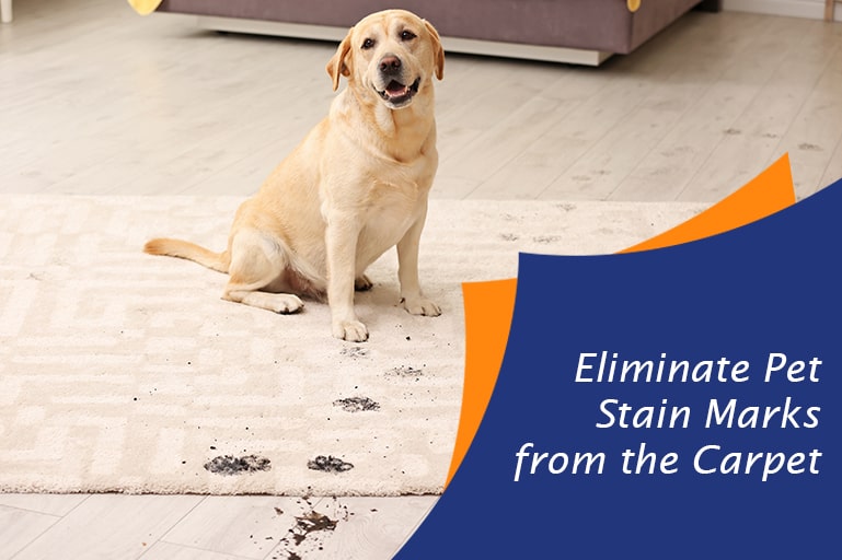 Eliminate pet stain marks from the carpet